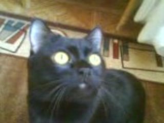 охота на мух