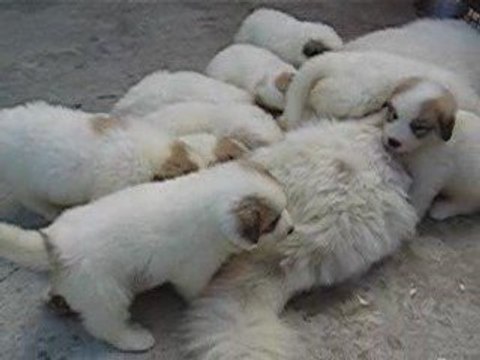 Chiots Montagne des Pyrénées - Patou LOF de 5 semaines