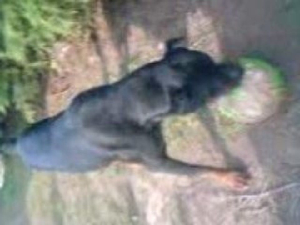 Arco le rottweiler de mon beau frere