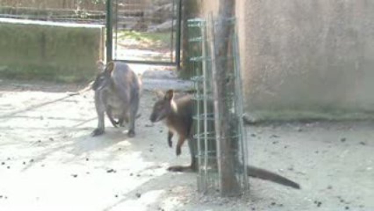 Les kangourous