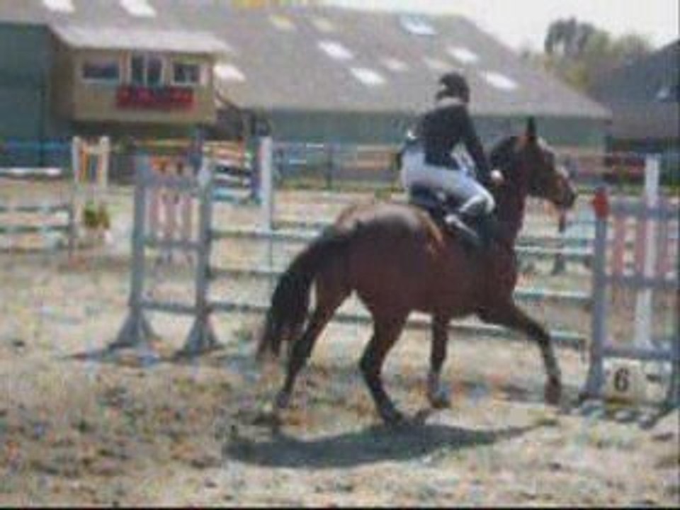 Concours chevaux guilers