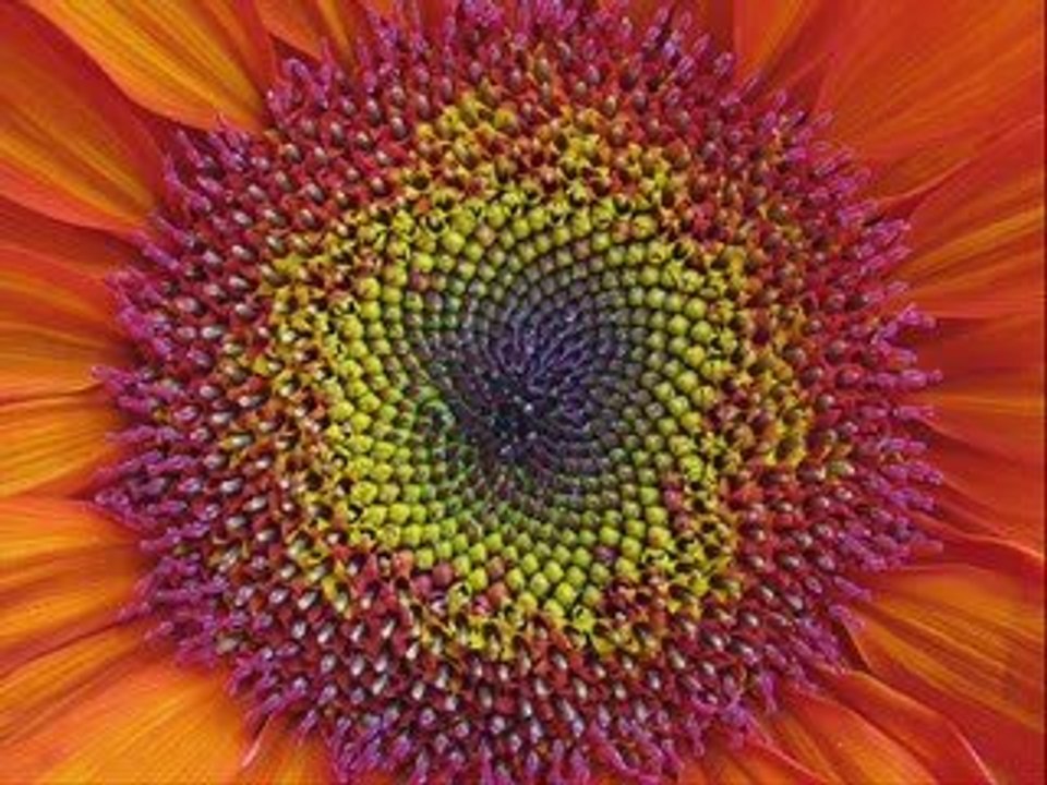 sun flower