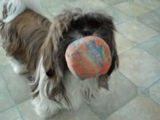 MES PETITES SHIHSHIHS D'AMOUR