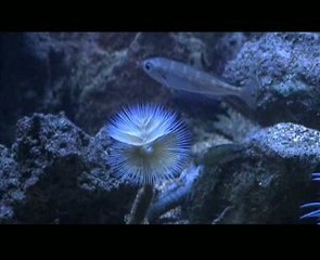 L'Aquarium du laboratoire Arago UPMC à Banyuls-sur-Mer