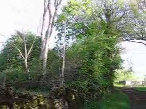 oiseaux du printemps