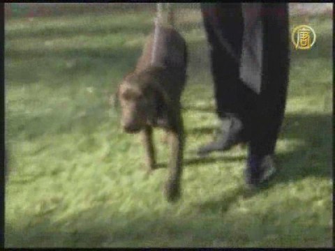 В Белый дом скоро приедет Бо