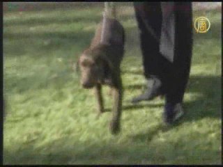 В Белый дом скоро приедет Бо