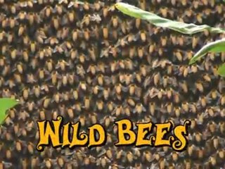 Wild Bees
