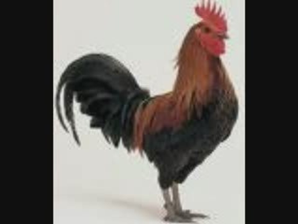 coqorestico