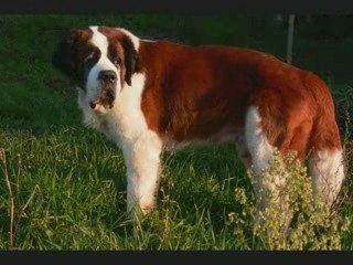 Portrait de notre Ouros