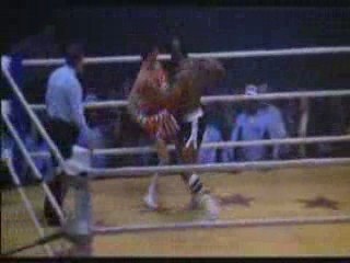 R.BALBOA - extraits combats