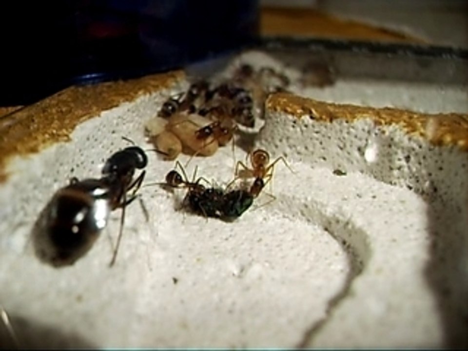 CAMPONOTUS FELLAH AVEC UNE MOUCHE