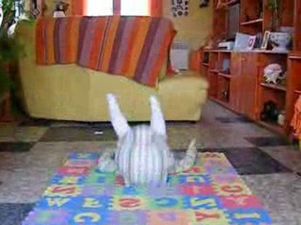 tulipe