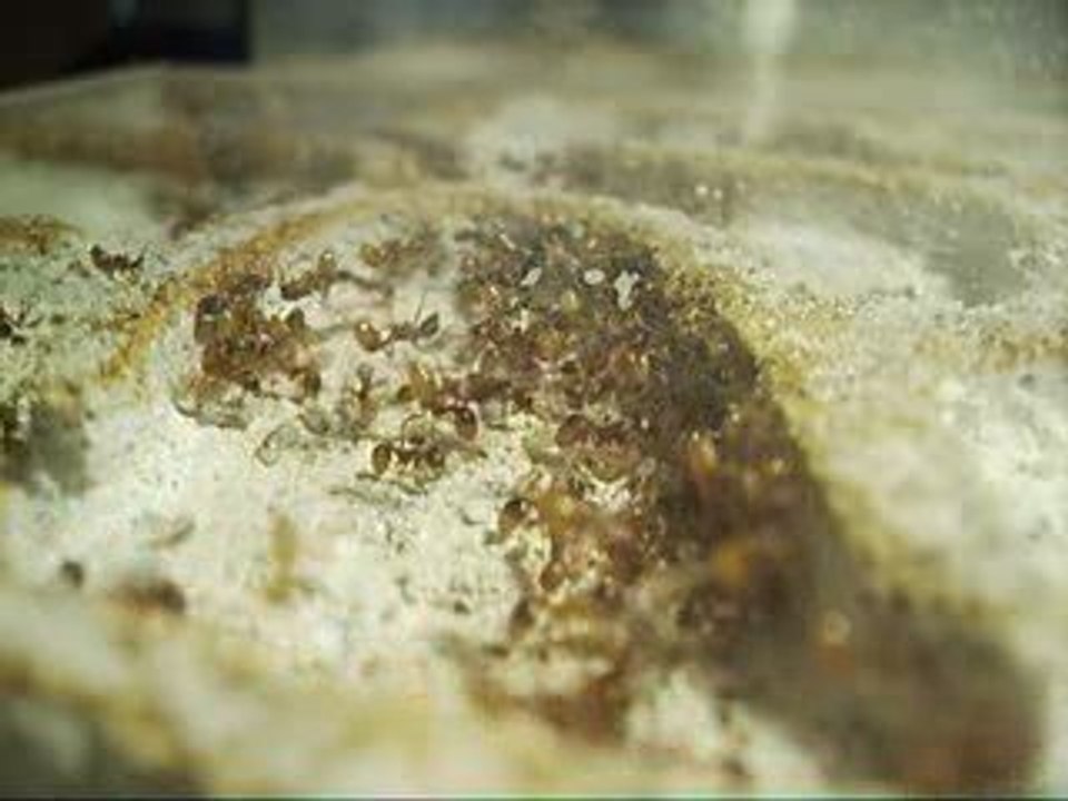 Myrmica ruginodis et couvain 2