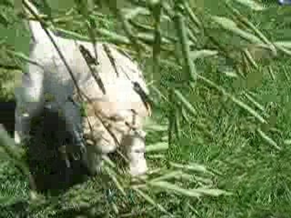Mlle Noisette et une branche de bambou