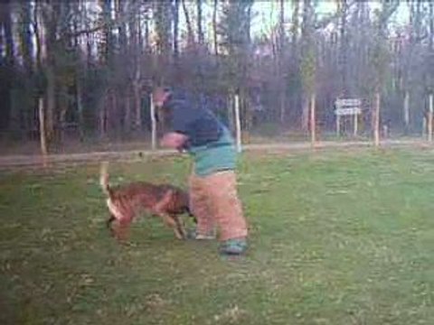 Cidney malinois 21 mois en entrainement Ring