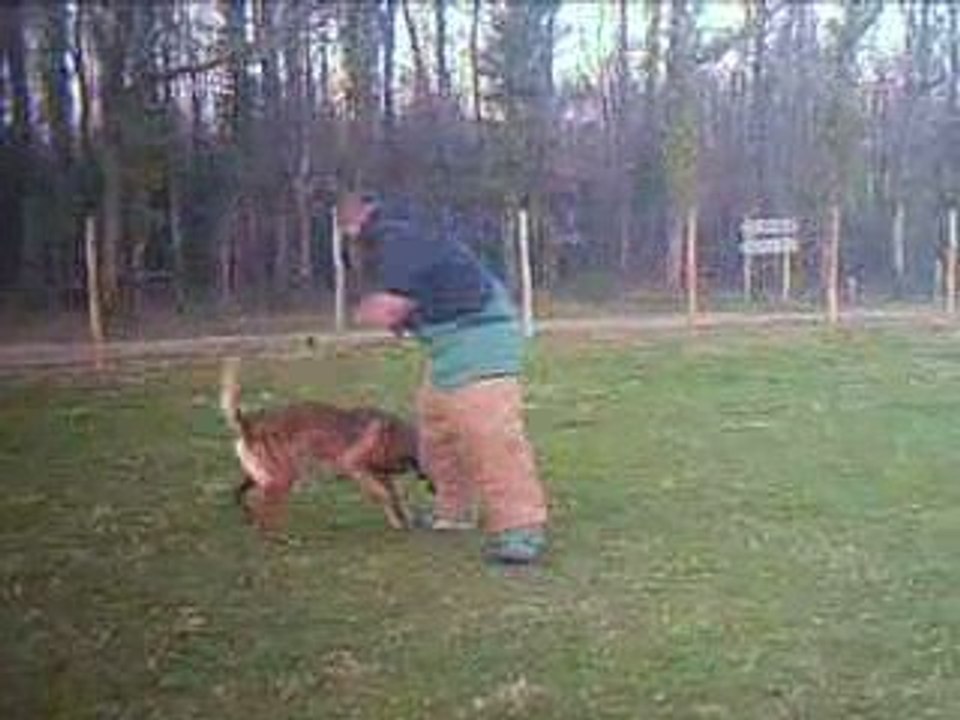 Cidney malinois 21 mois en entrainement Ring