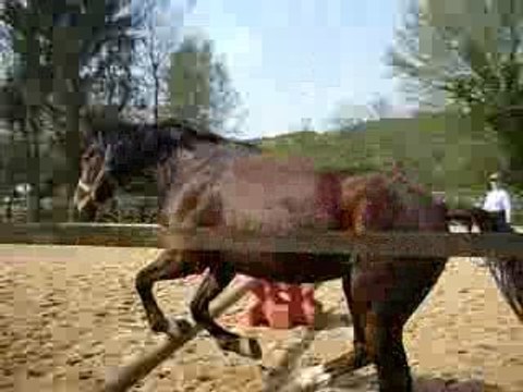 Roméo saut en liberté, avril 2009