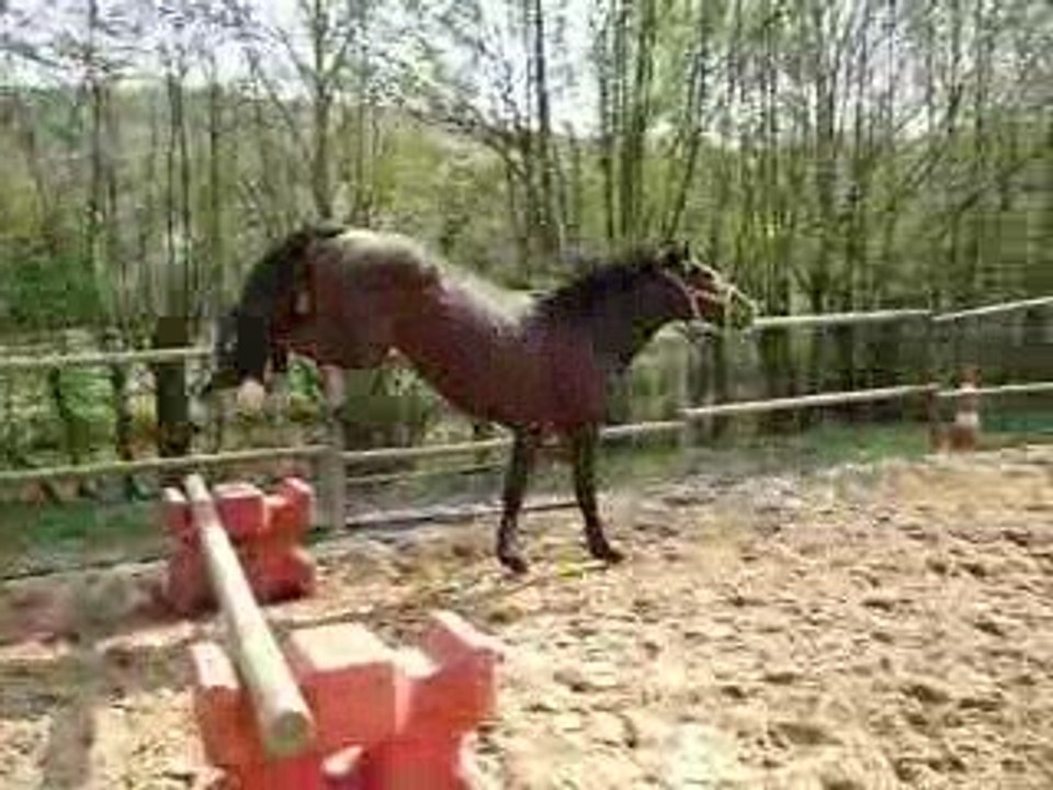 Roméo saut en liberté, avril 2009  (2)