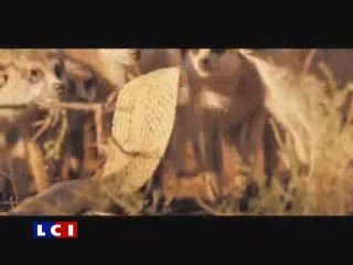 La Famille suricate   l'attaque du cobra