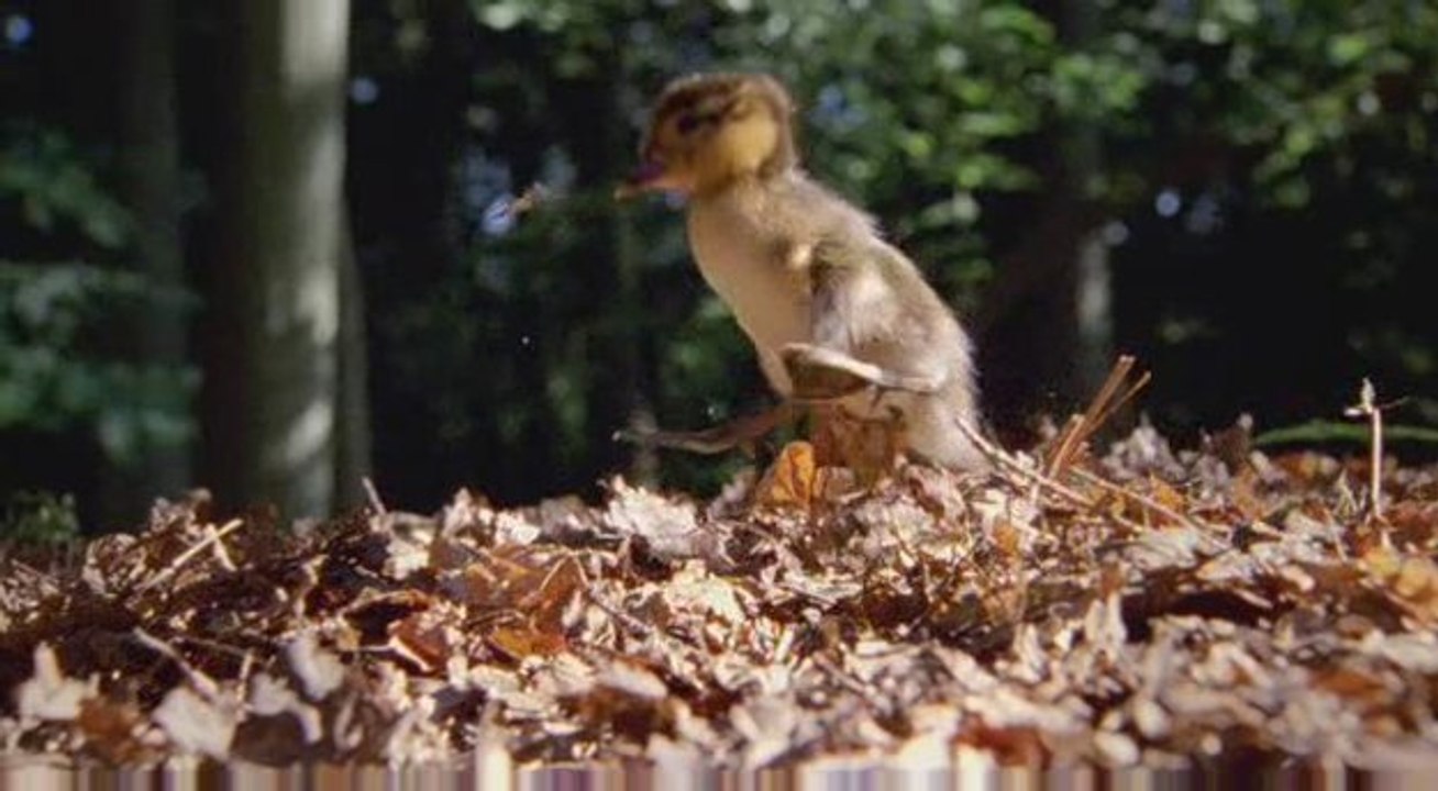 Disney Nature's Earth- Planting a tree