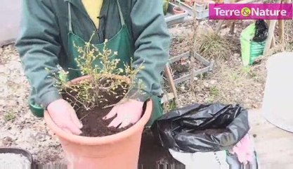 Imitez le jardinier, plantez un myrtillier en pot