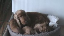 Un moment de tendresse chez nos Cockers Spaniels Anglais.