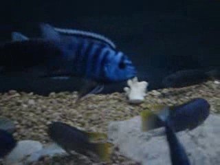 Labidochromis Sp "Mbamba"