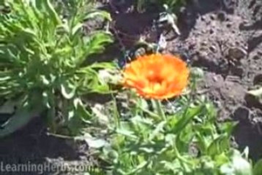 Growing calendula: Calendula Officinalis