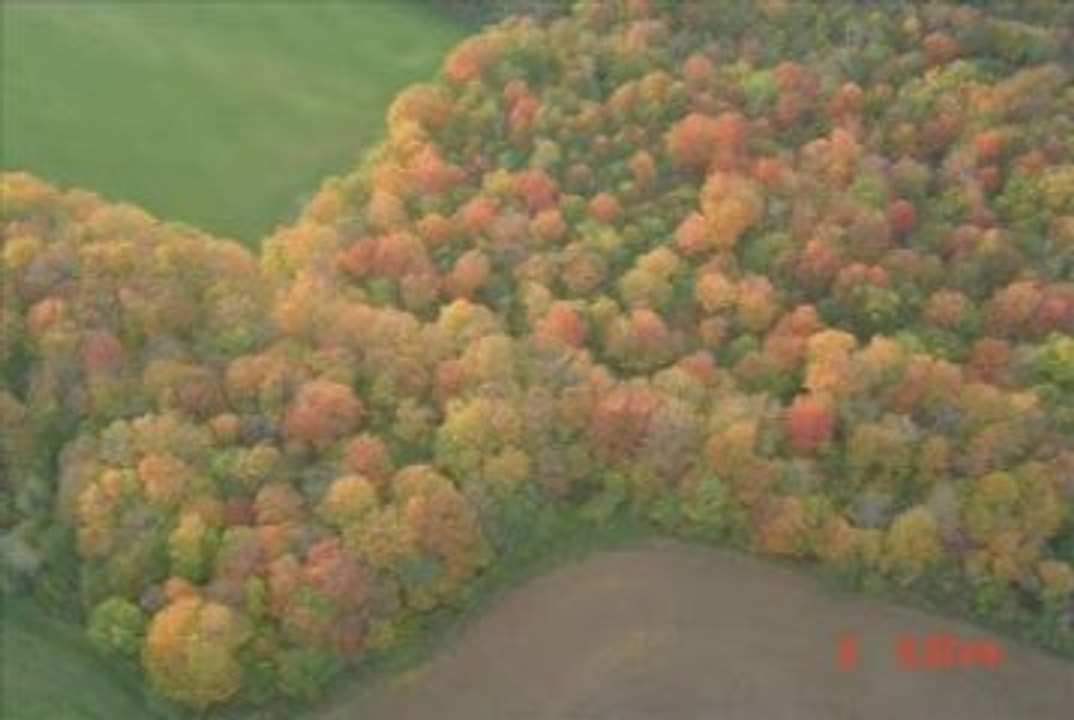 Susan's Balloon Ride