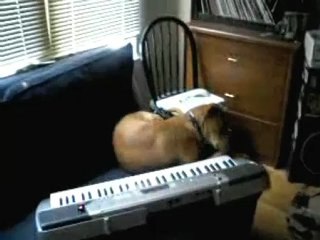 Chien musicien marrant