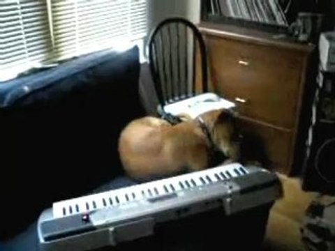 Chien musicien marrant