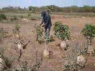 Baobab bonsaï au Sénégal