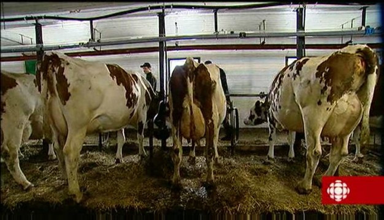 La semaine verte - La parole est aux vaches