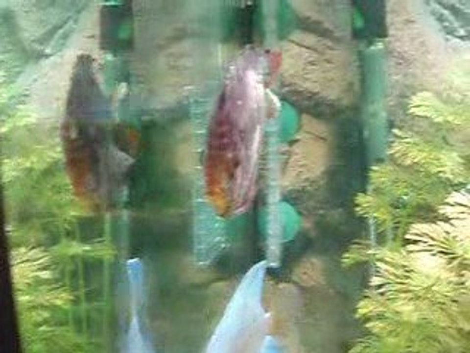 Discus malade 07