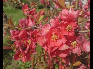 Ziya Taşkent-Nihansin Dideden