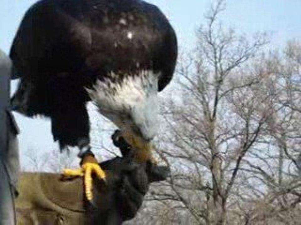 Weißkopfseeadler Maxima 2
