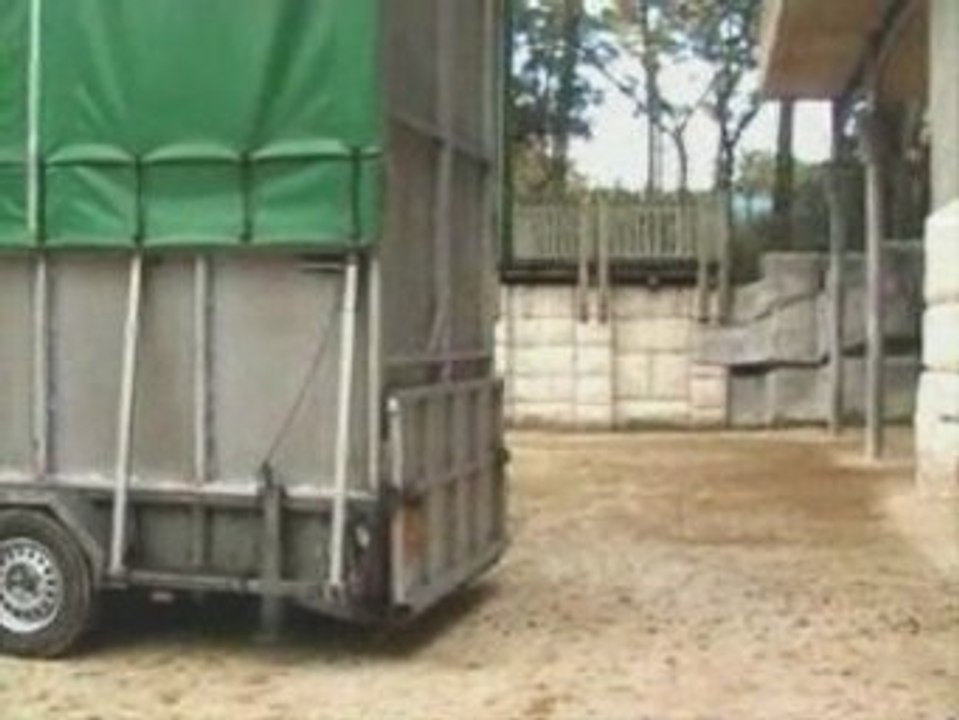 Arrivée d'une nouvelle femelle girafe