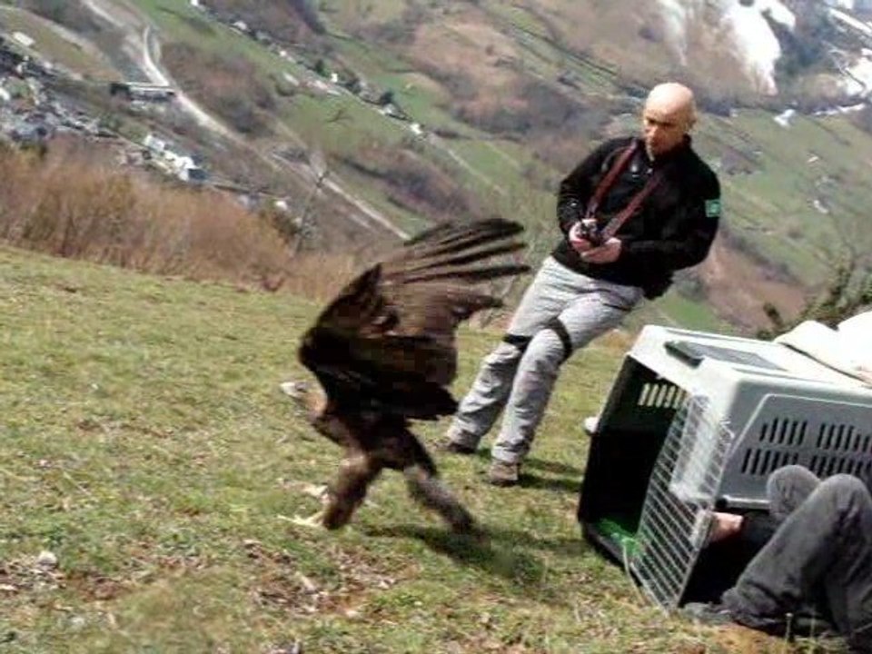 Lâcher Aigle Royal (Aquila chrysaetos)