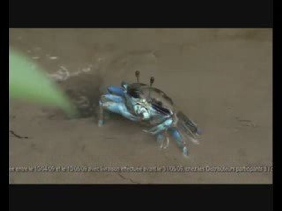 Pub-smart-crabe