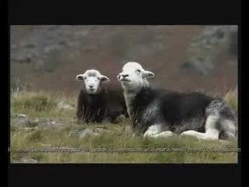 Pub Smart Mouton