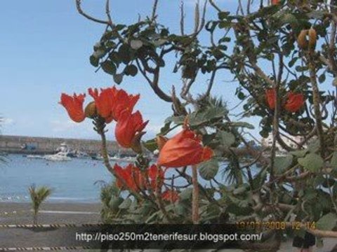 Espacioso Piso en Tenerife Sur Playa de San Juan
