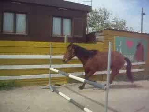 Kenzo qui saute en liberté =)