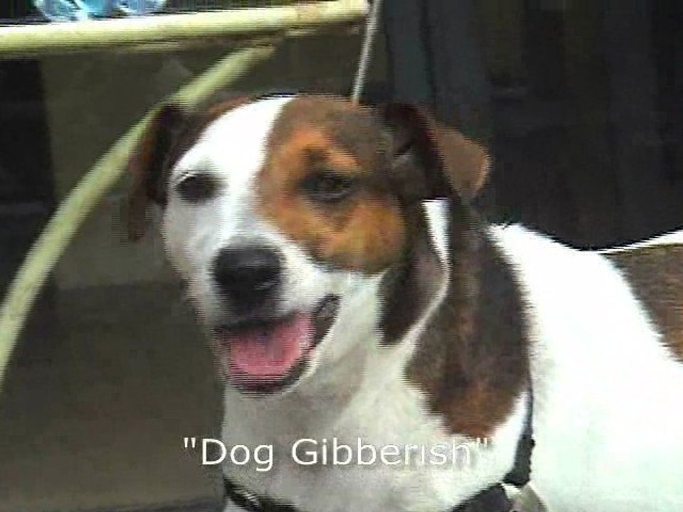 Amazing Talking Dog