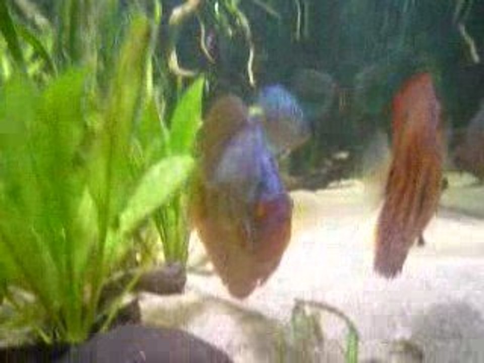 Discus