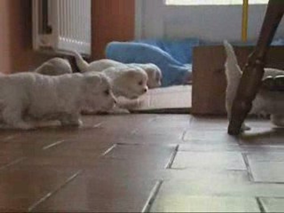 Chiot 30eme jour