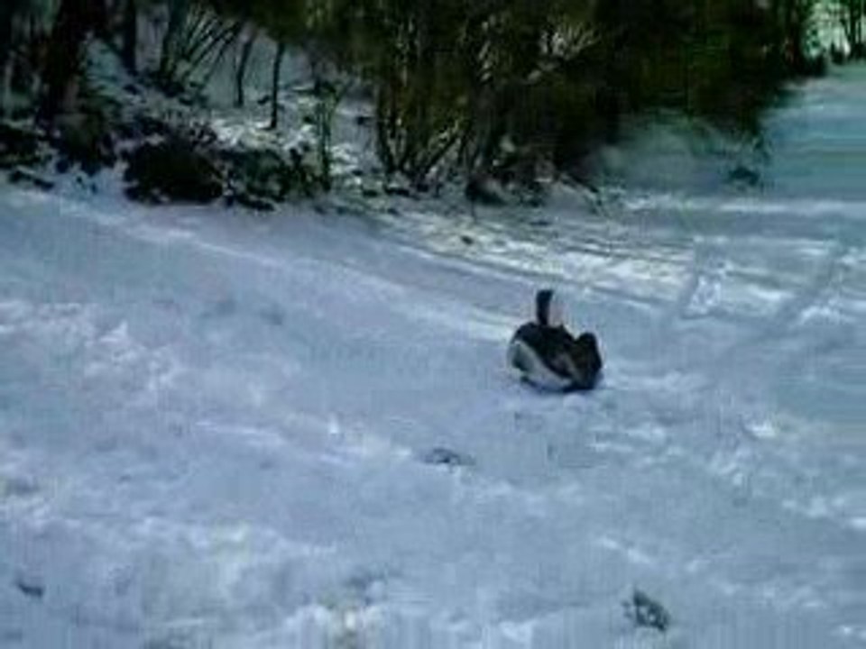 luge4