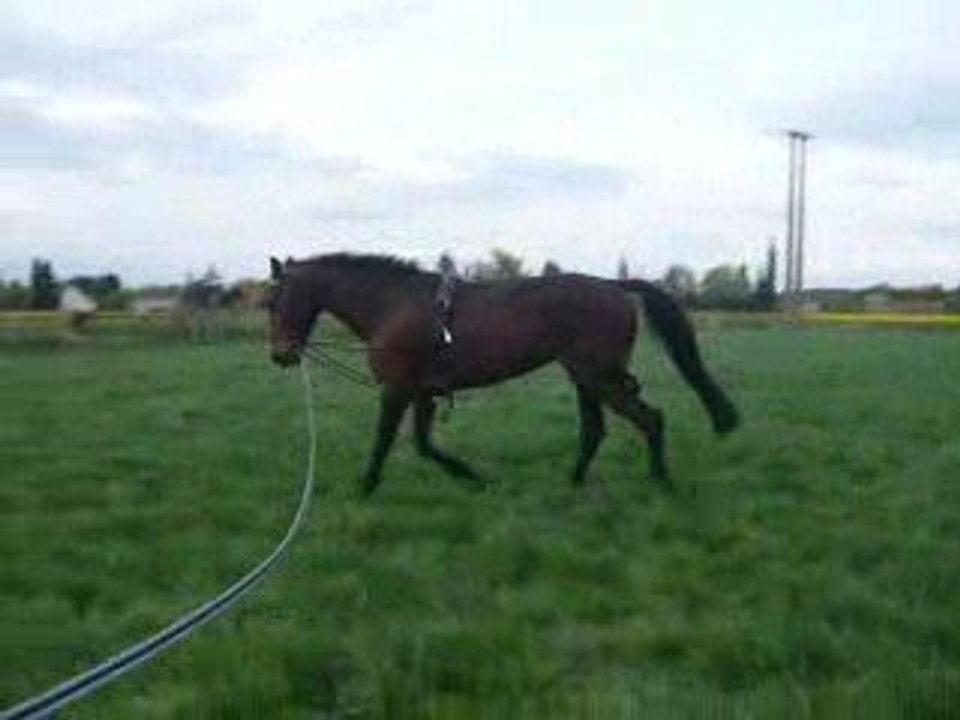 New ne longe