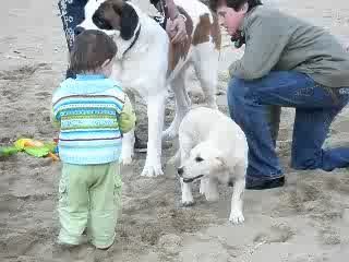 Coolest Guy on the Planet - St. Bernard