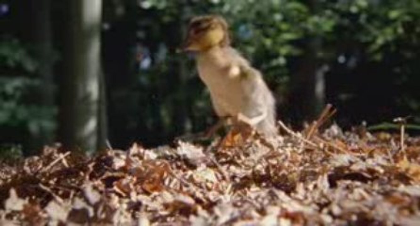 EARTH TRAILER: young chick takes flight